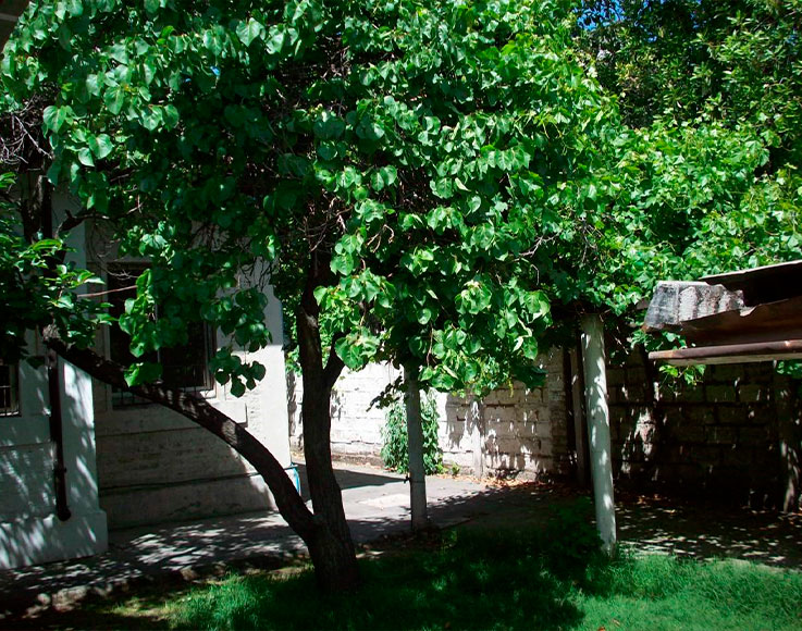 Barros-Borgoño-09